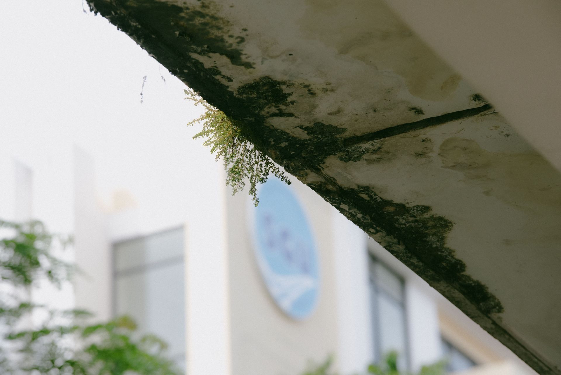 Mold and moss growing along the underside of a concrete roof edge above a building facade