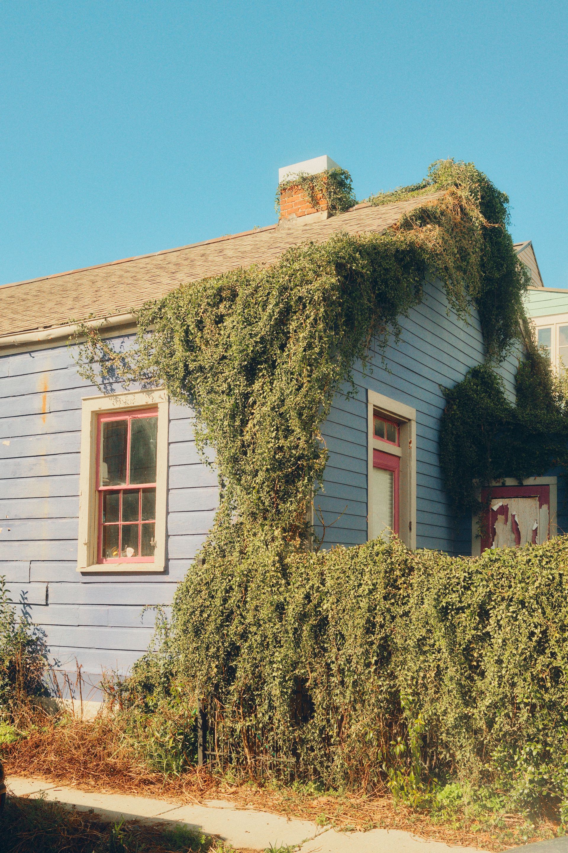 Small house covered in dense ivy, with red-trimmed windows under a clear blue sky.