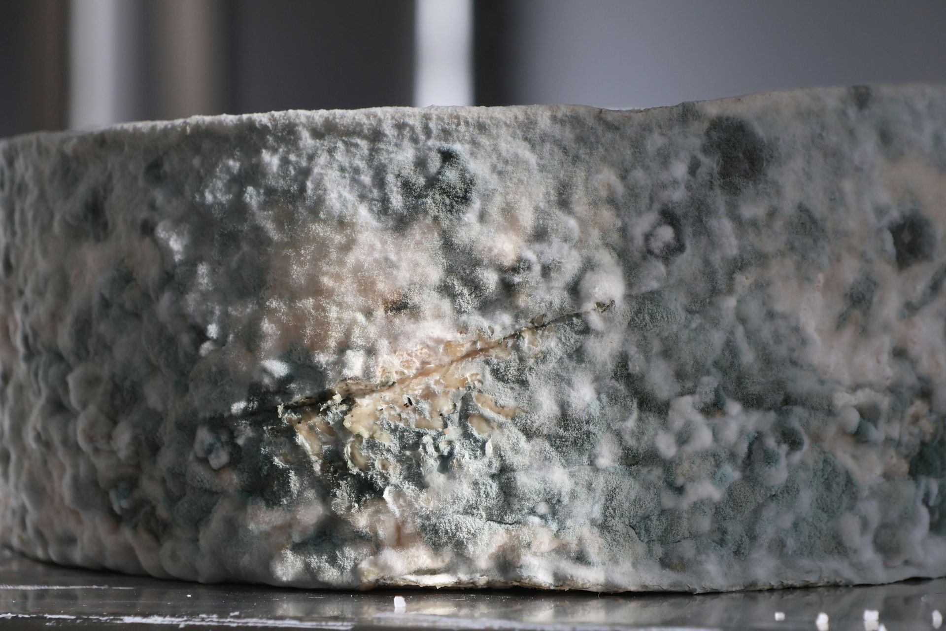 A close-up view of a wheel of blue cheese showing a textured, mold-covered rind and a small crack along its side.