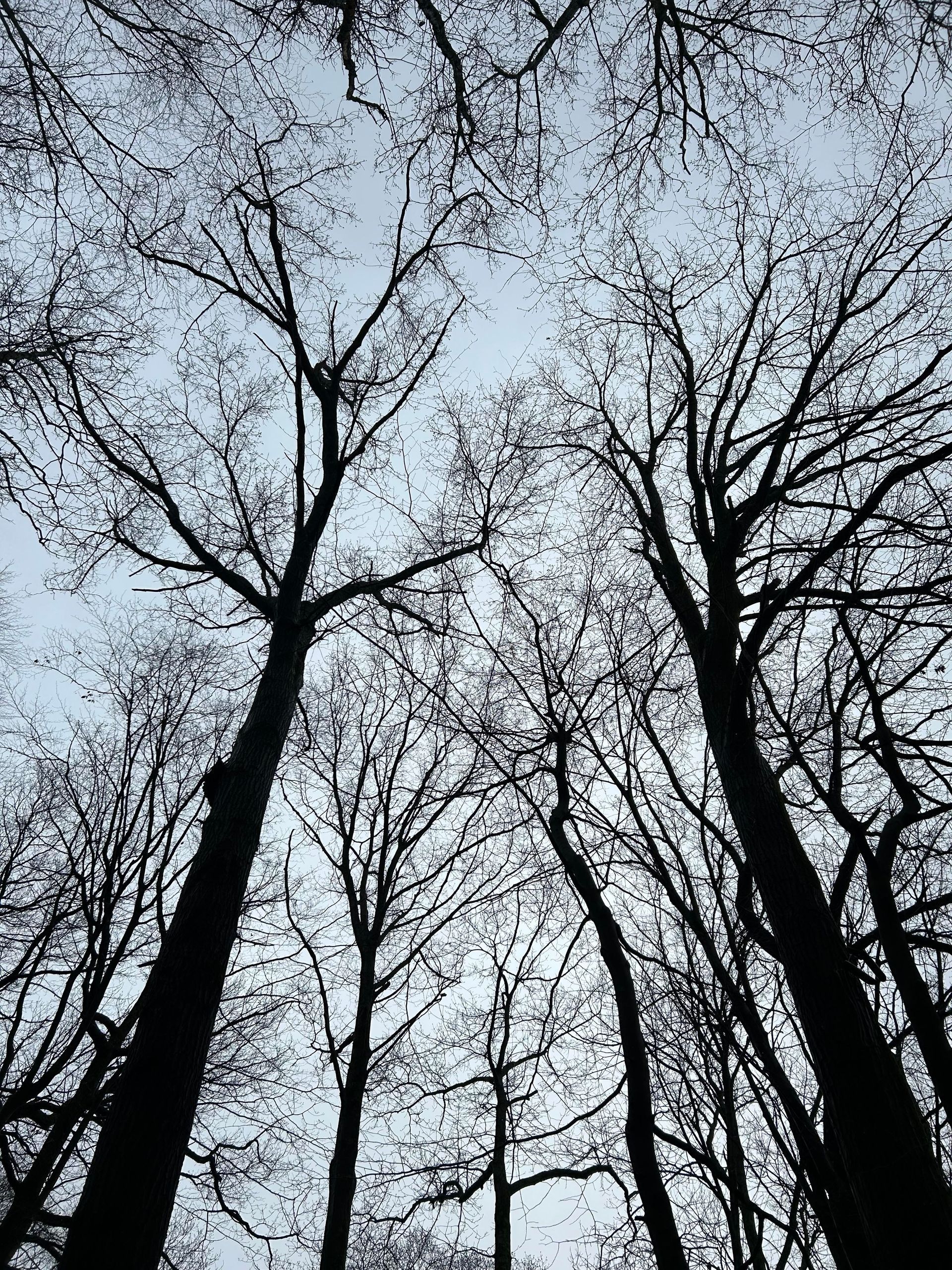 Tall leafless trees reaching into a cloudy sky, seen from below in a forest.