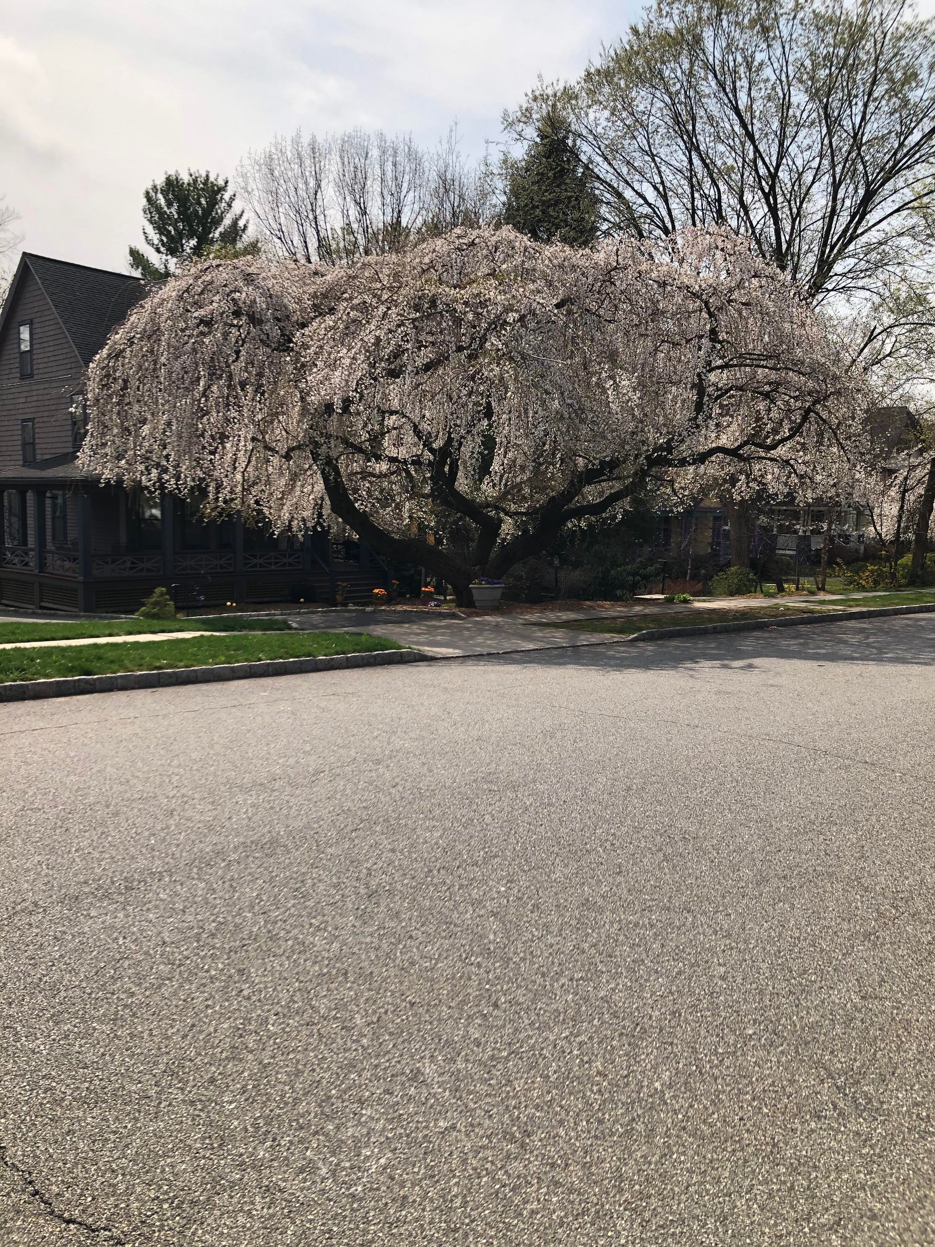 A large flowering shrub with pink blossoms beside a road, with houses and trees in the background.