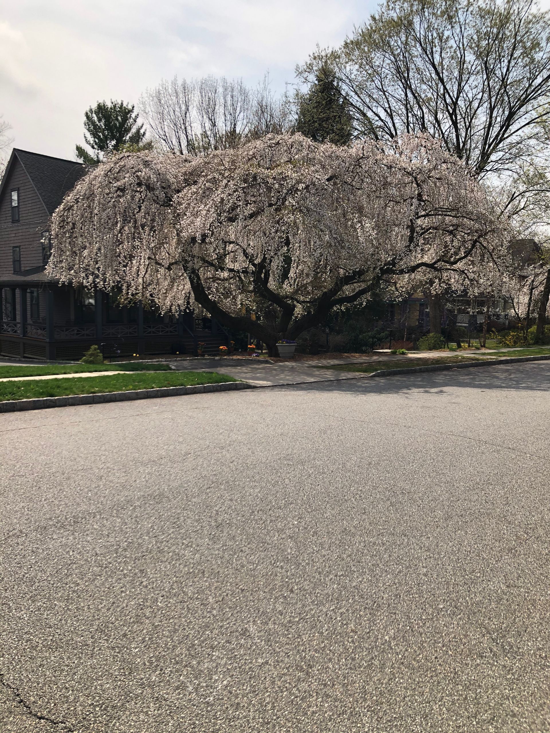 Large flowering tree with pale blossoms beside a quiet residential street and house on a sunny day