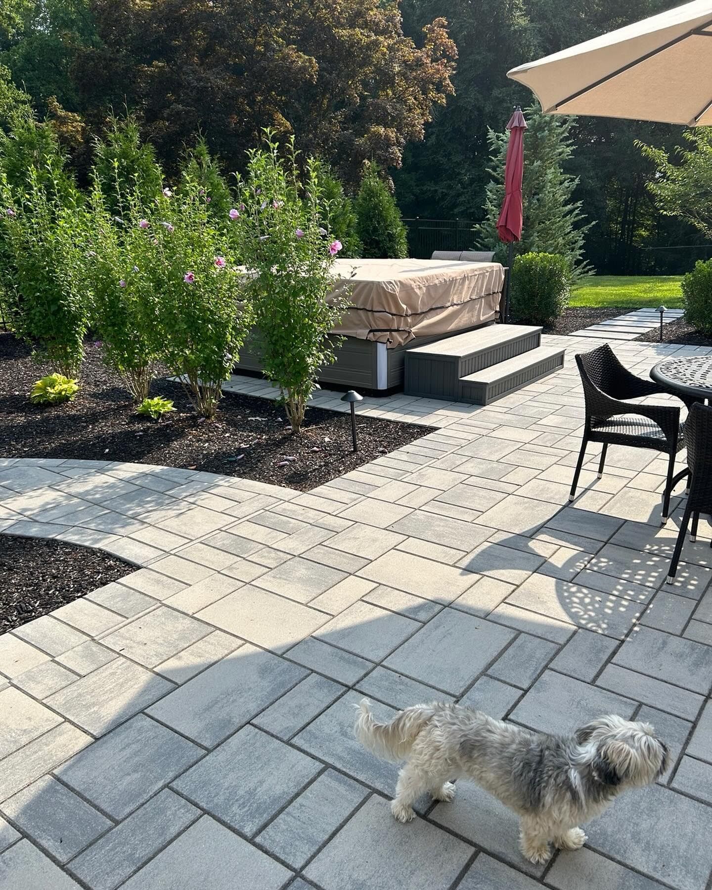 Small fluffy dog on a paved patio near outdoor seating, with raised planter beds and a spa in the background.