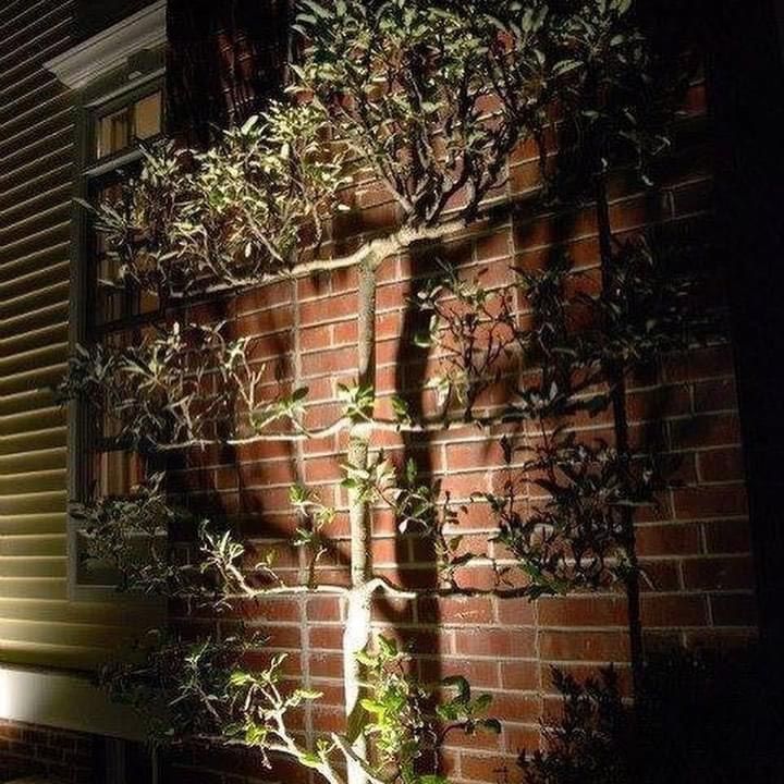 Brick wall with climbing vines and warm sunlight casting shadows from the right