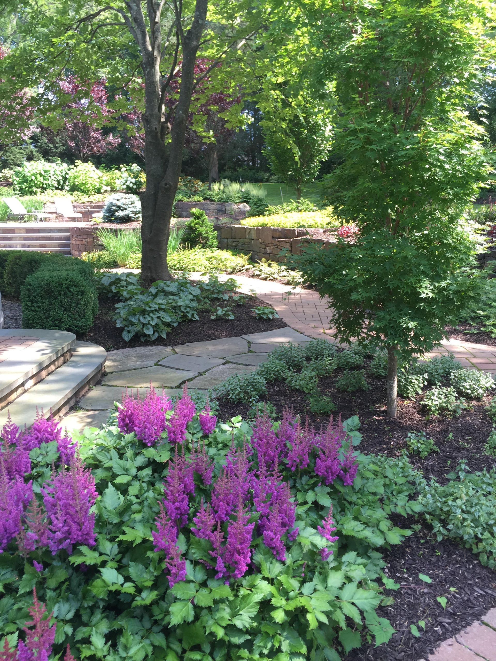 Garden path with purple flowers, trees, and lush green shrubs in bright sunlight