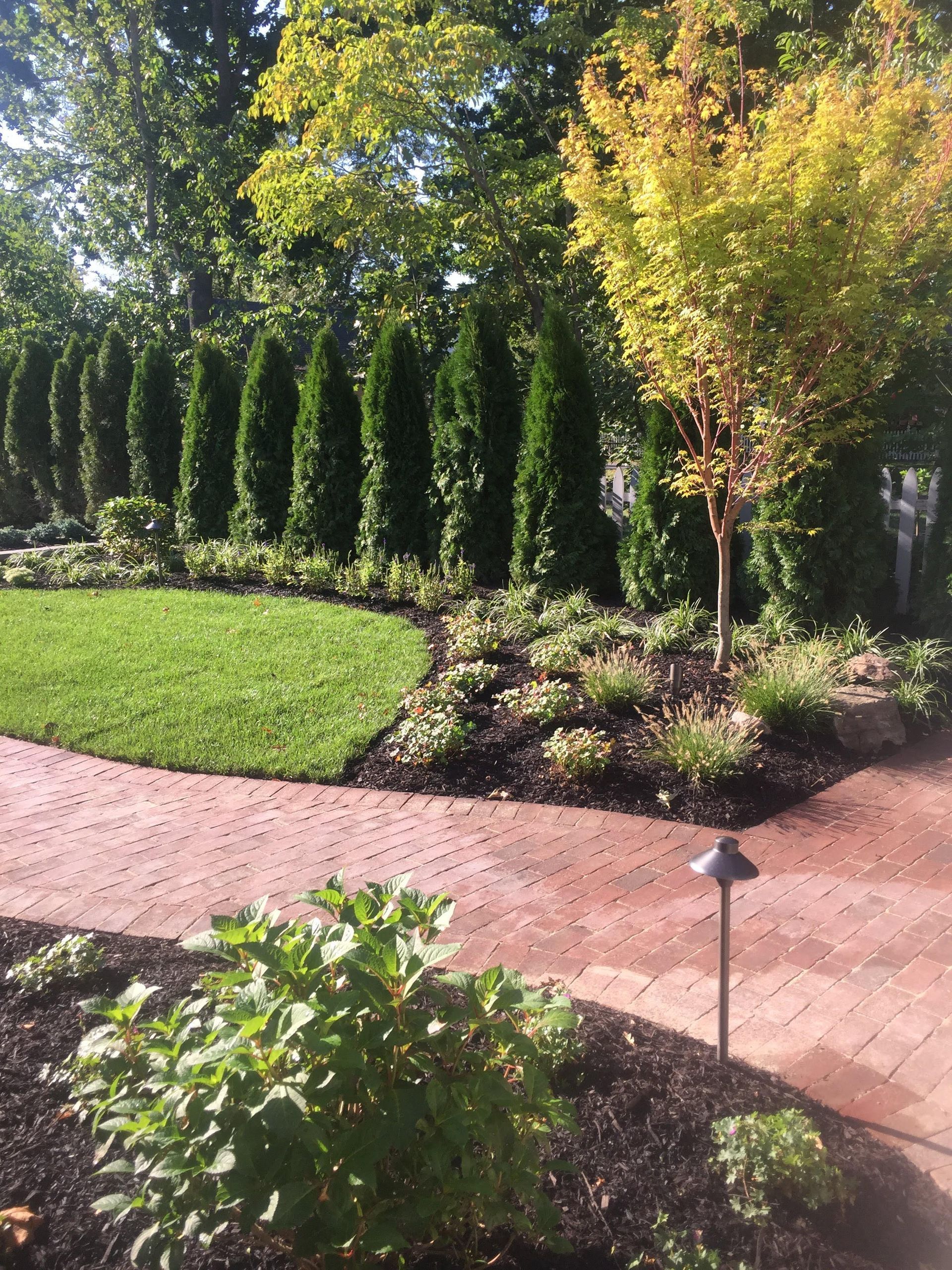 Sunlit garden with trimmed evergreens, a young tree, and a brick path curving through landscaped beds