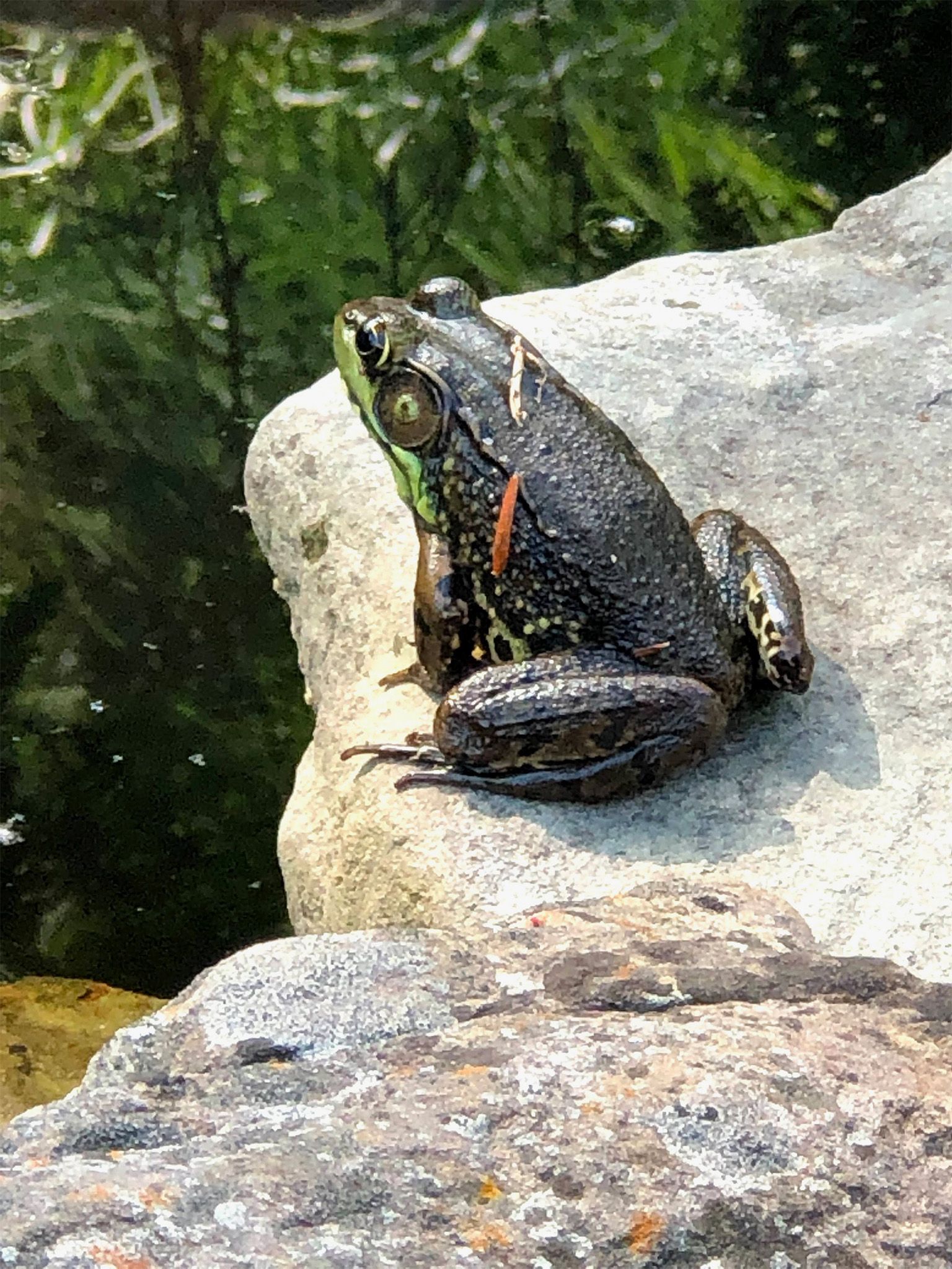 Dark frog perched on a rock beside green water plants.