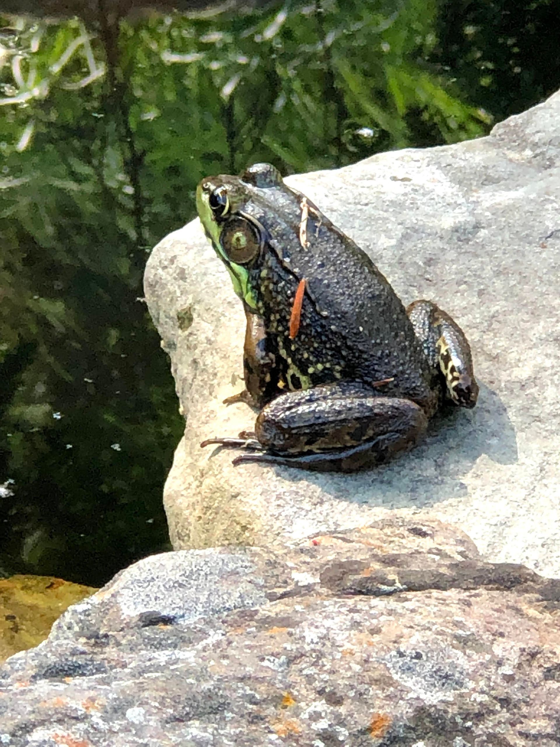 Dark frog perched on a light rock beside green water, with an orange stripe along its body