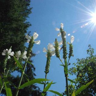 White wildflowers reaching into a bright blue sky with the sun shining in the corner
