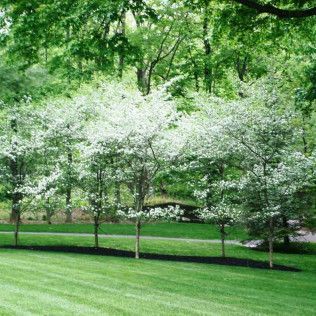 Green park with blooming white flowering trees and a manicured lawn