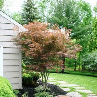 Front yard with a red-leaf tree beside a house, green lawn, and stepping-stone path