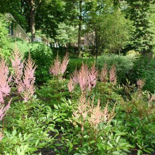 Pink flowering plants in a lush green garden with trees and a house in the background