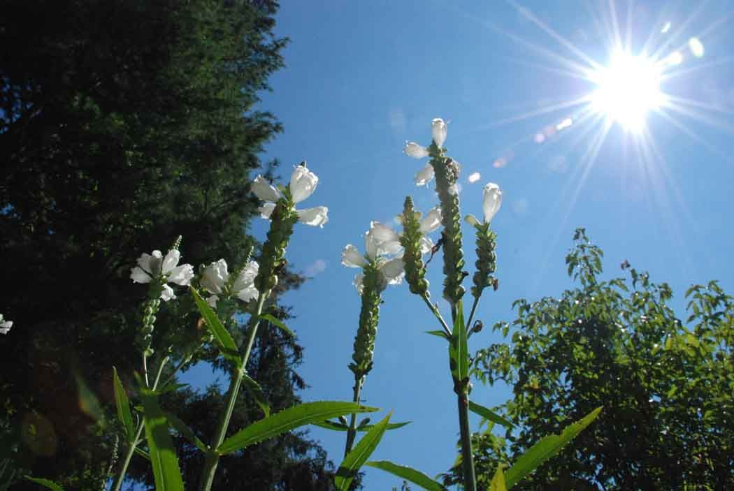 White flowers and green plants reach toward a bright sun in a blue sky.
