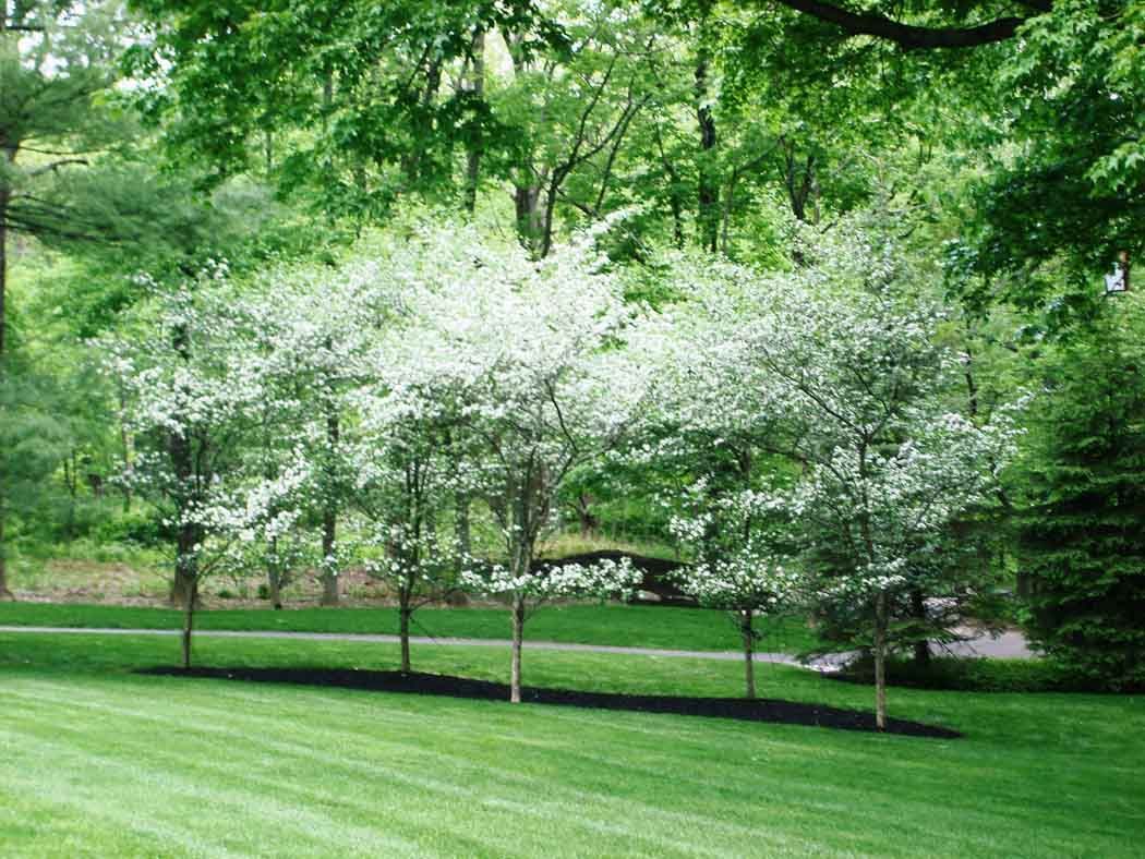 Green park with lush trees, white flowering shrubs, and a neatly mowed lawn