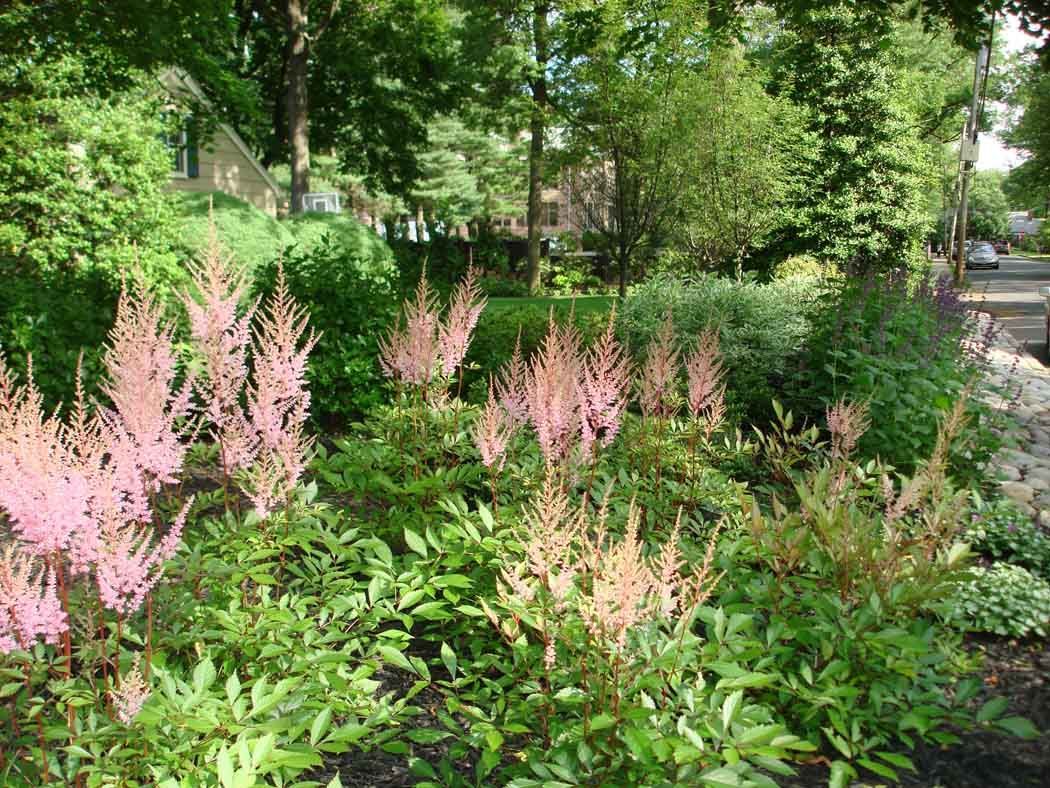 Pink astilbe blooms in a lush green garden under trees.