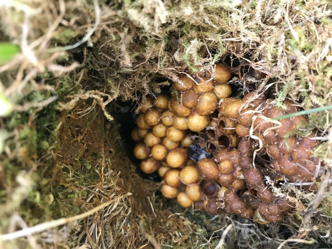 A bunch of eggs are laying in a hole in the ground.