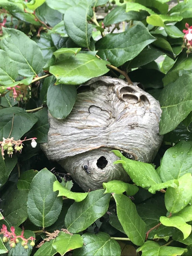 A wasp nest is sitting in the leaves of a bush.