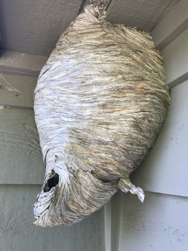A large wasp nest is hanging from the ceiling of a building.