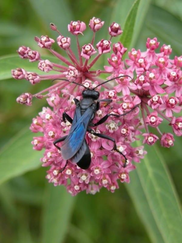 A black and blue wasp is sitting on a pink flower.