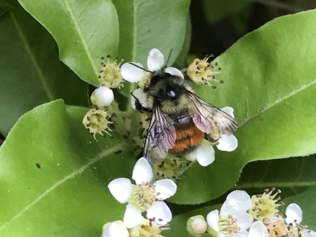 A bumblebee is sitting on a flower with a green leaf in the background.