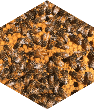 A group of bees are sitting on a honeycomb.