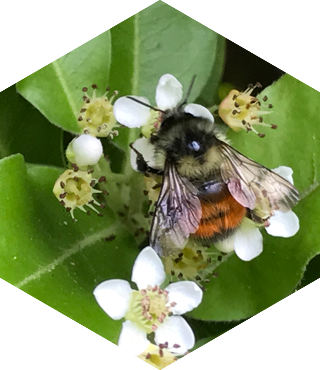 A close up of a bee on a flower