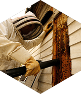 A beekeeper is working on a beehive on the side of a house.