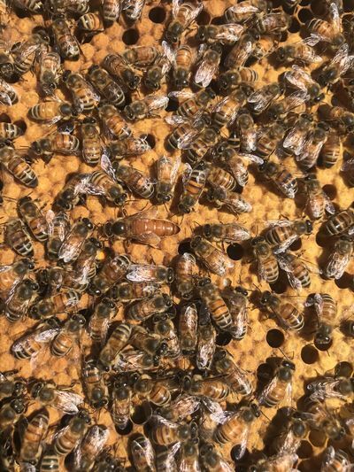 A close up of a beehive with lots of bees on it.