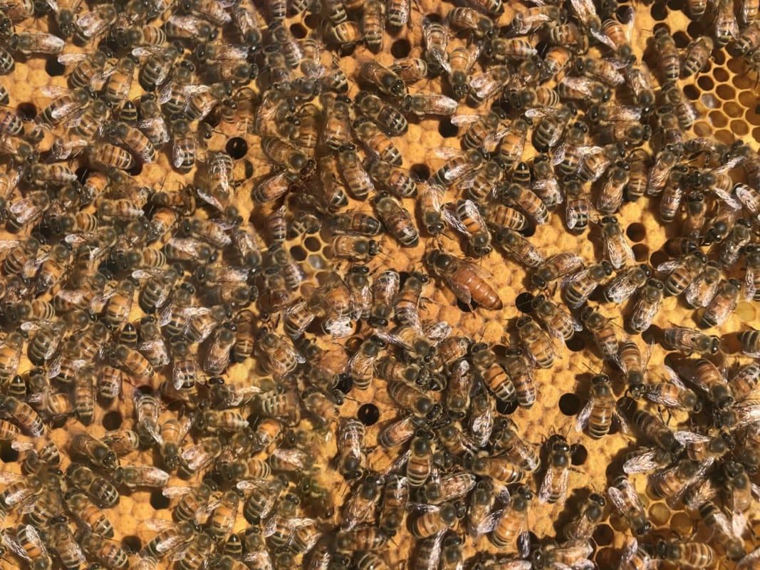 A close up of a beehive with lots of bees on it.