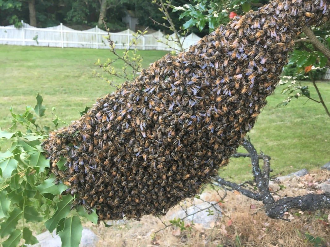 A large beehive is hanging from a tree branch.
