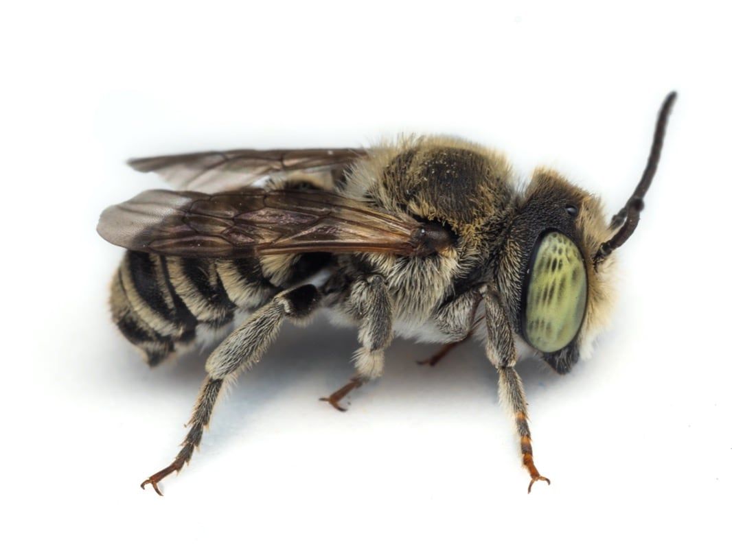 A close up of a leafcutter bee on a white background