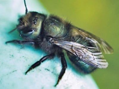 A close up of a mason bee sitting on a white surface.