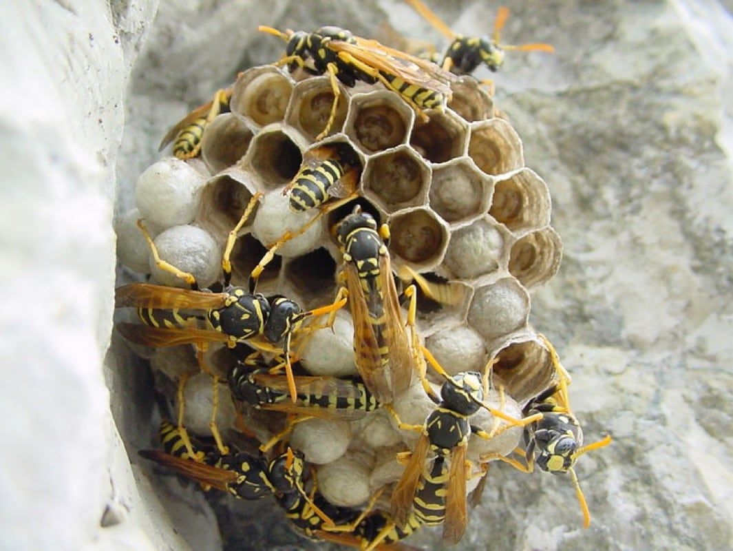 A group of wasps are sitting on top of a honeycomb.