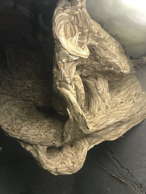 A close up of a piece of hornet nest on a table.