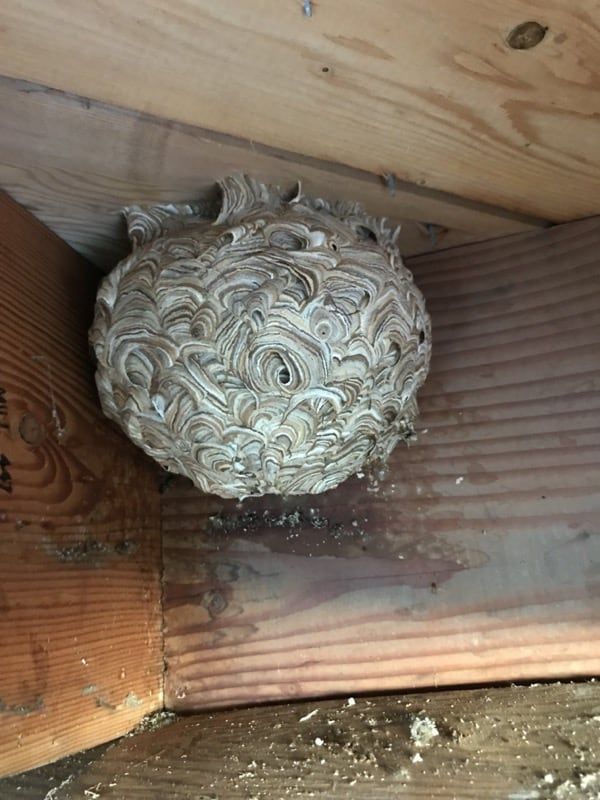 A wasp nest is sitting on top of a wooden beam.