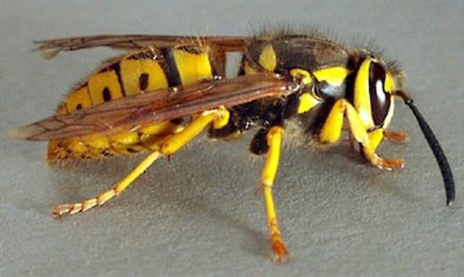 A close up of a wasp with yellow and brown stripes