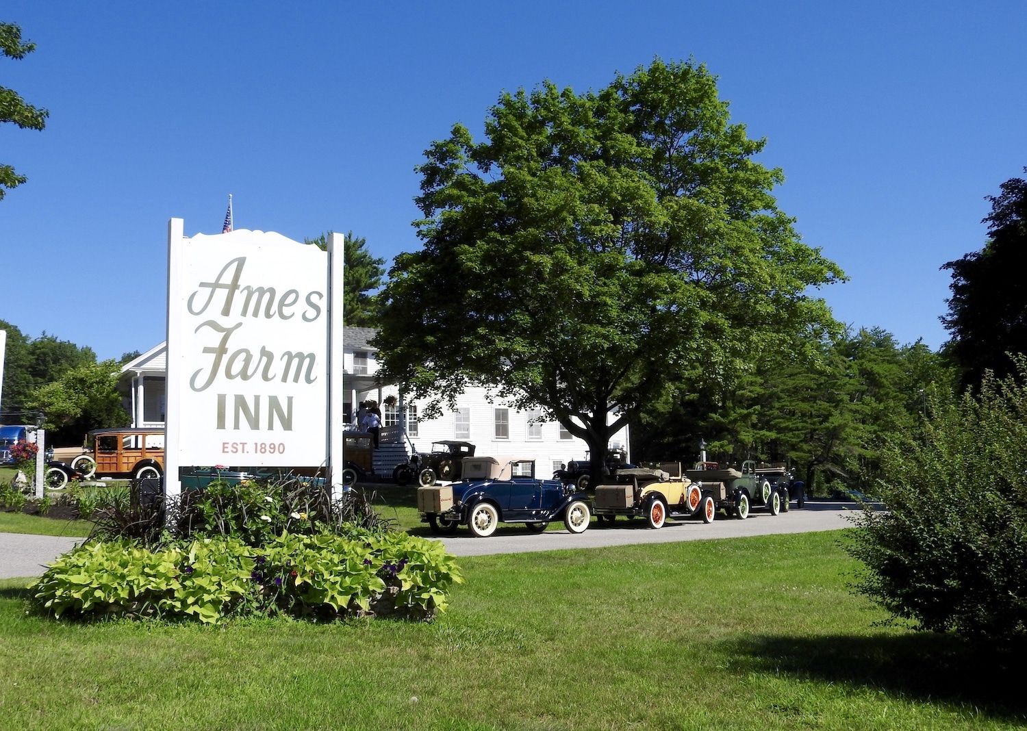 A sign for Ames Farm Inn, established 1890, stands before a large tree and a line of parked vintage cars on a sunny day.