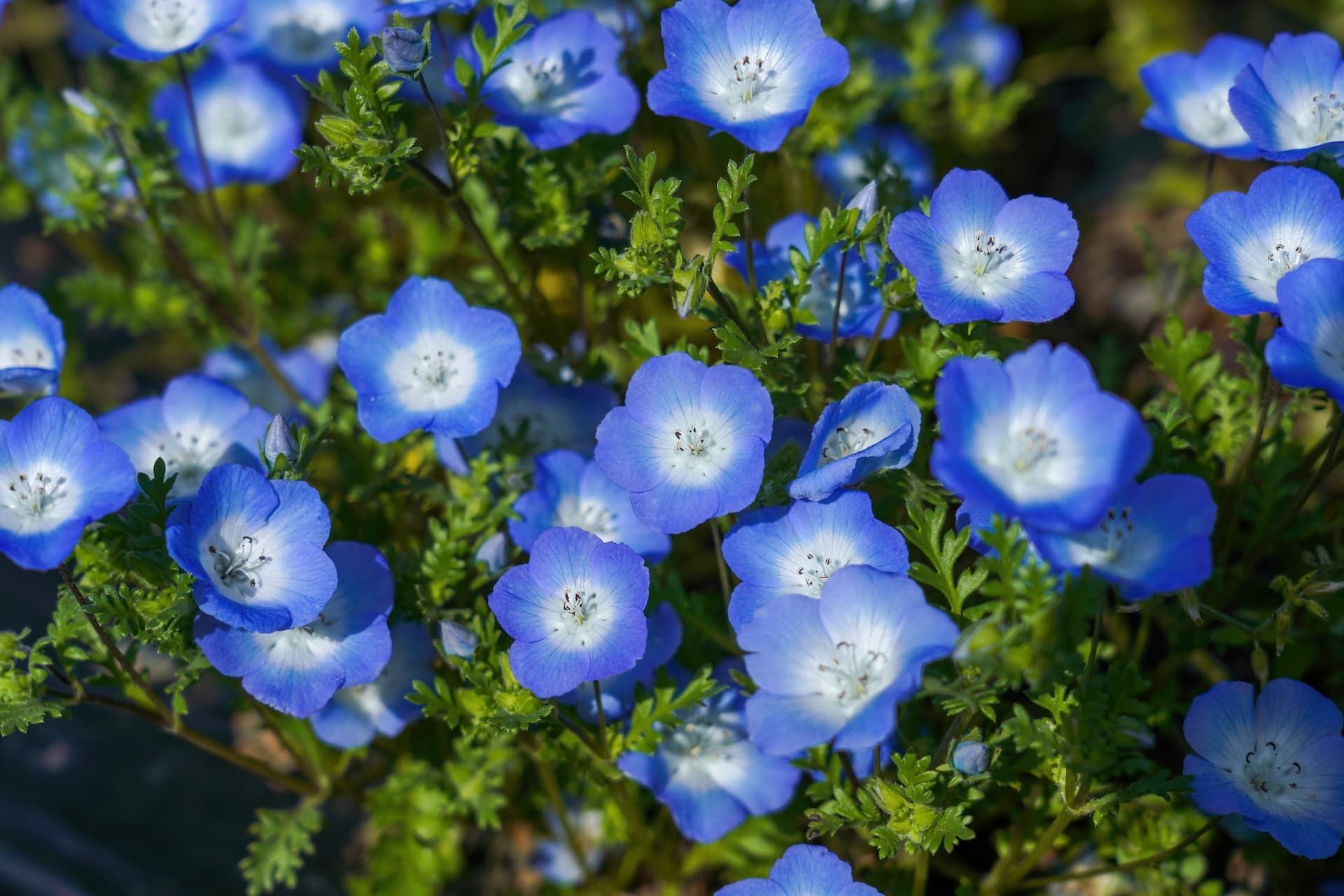 A cluster of light blue nemophila flowers with white centers and feathery green leaves blooming in a garden.