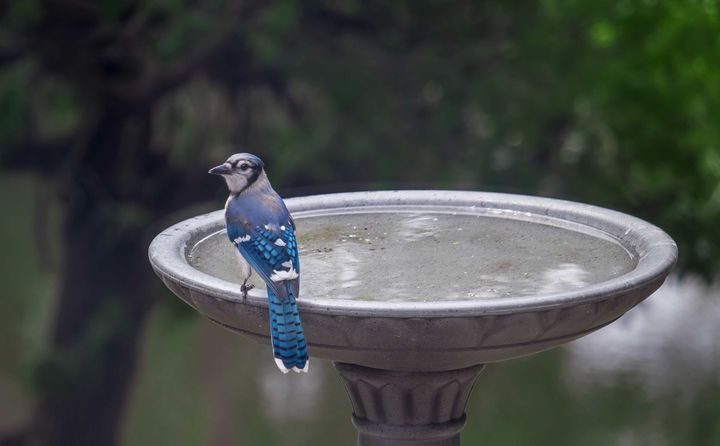 A blue jay is perched on top of a bird bath.