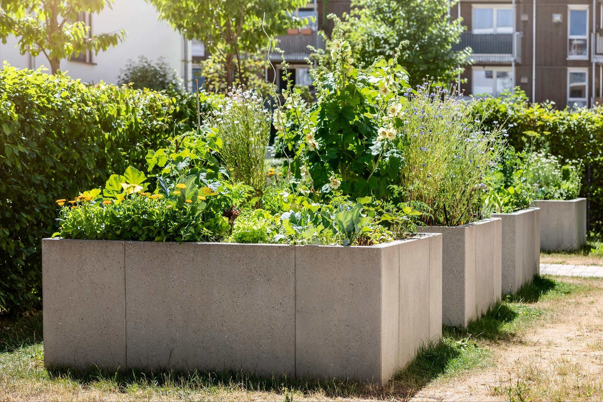 A row of concrete planters filled with plants in a garden.
