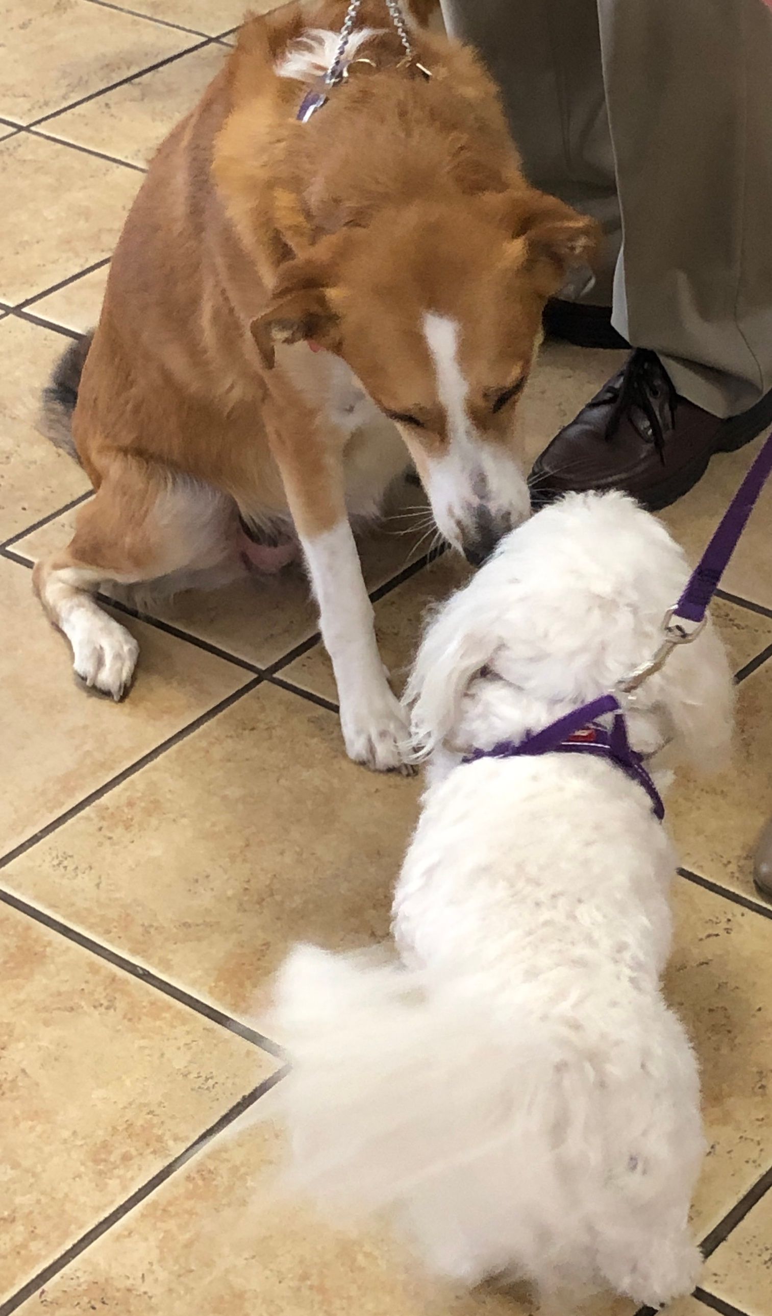 Pet Blessings