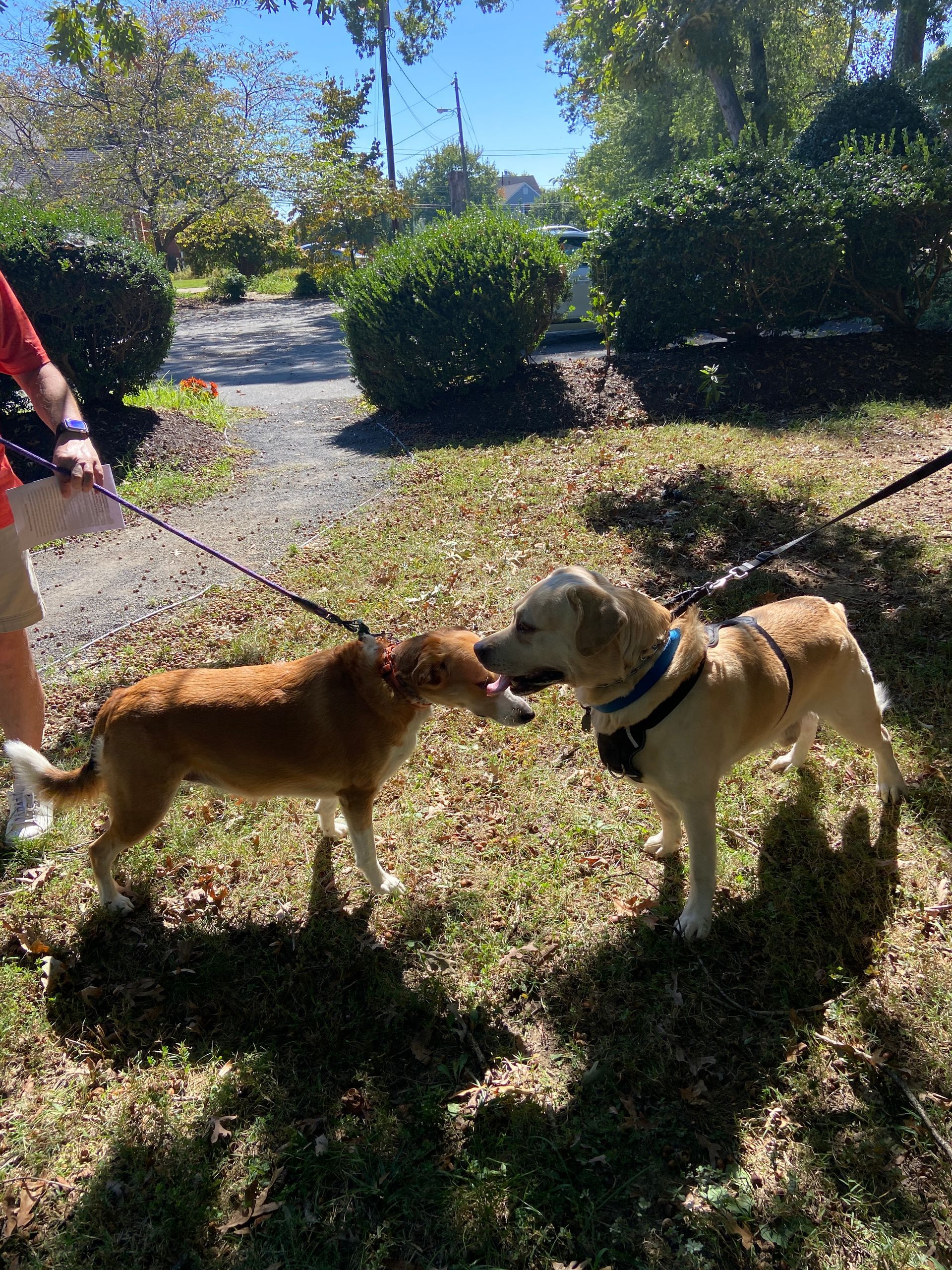 Pet Blessings