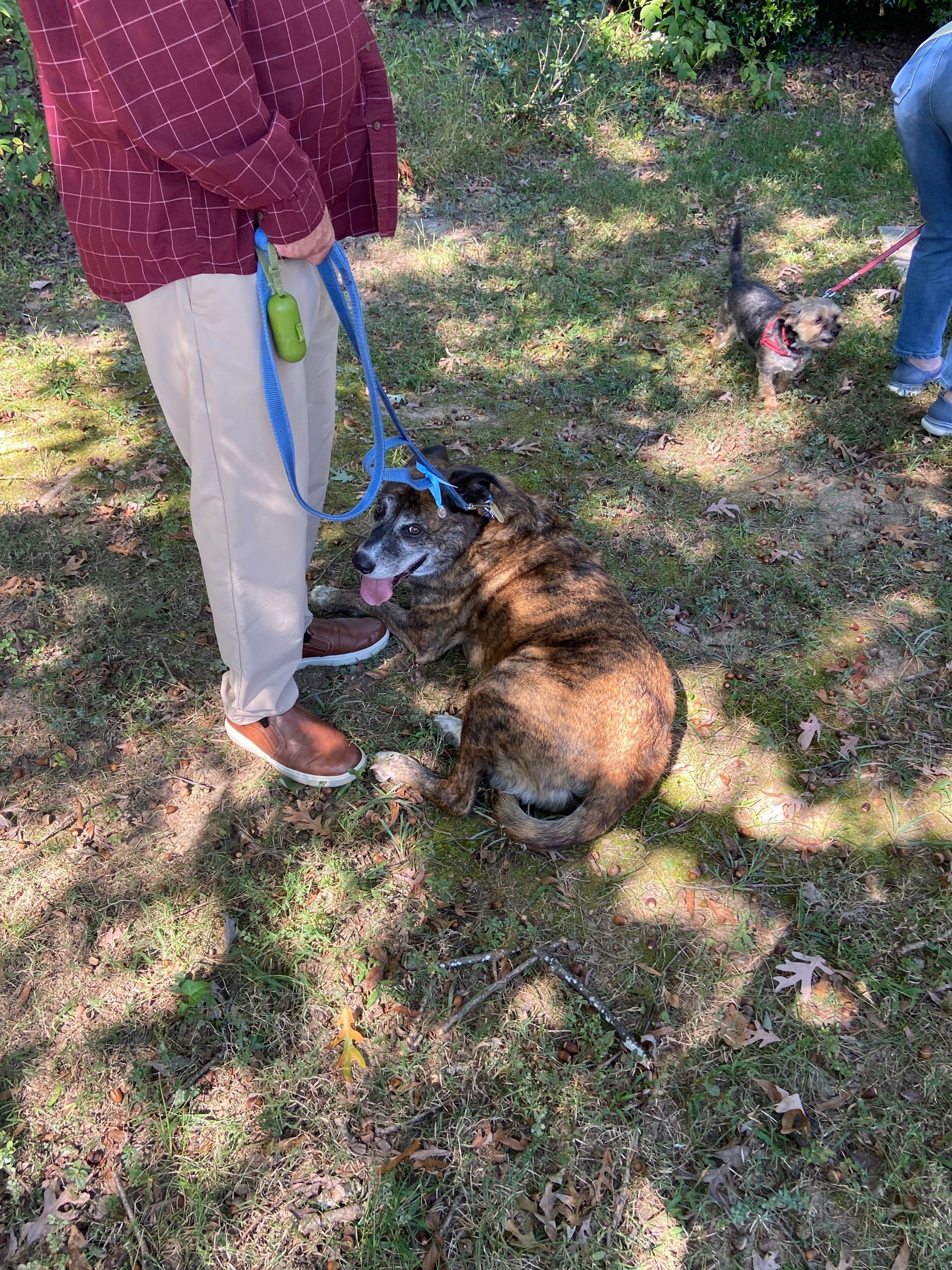 Pet Blessings