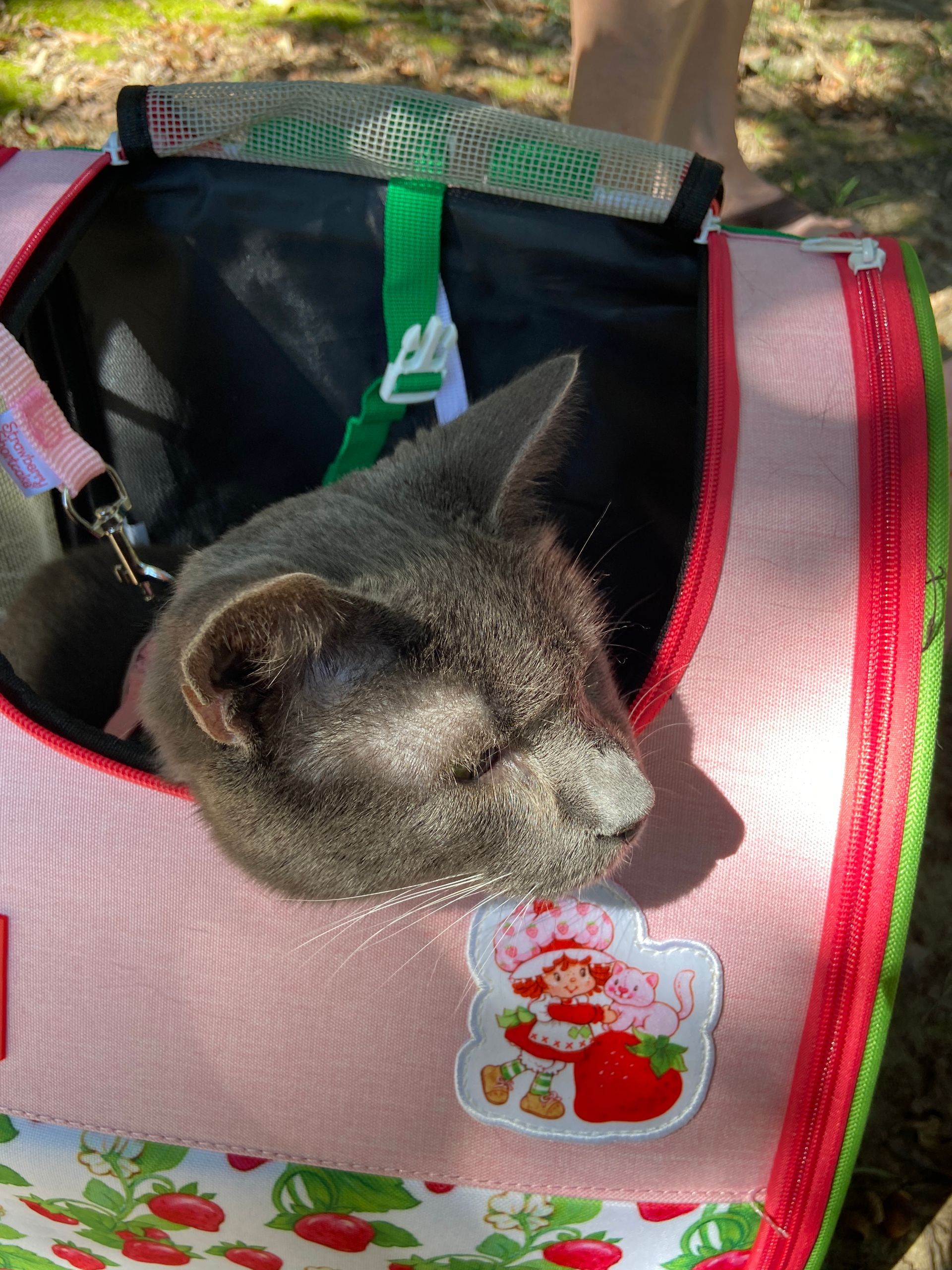 Pet Blessings