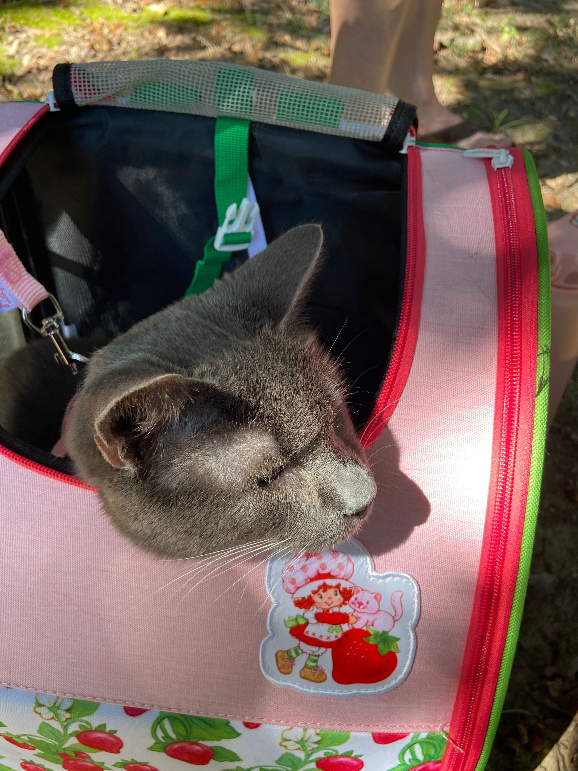 Pet Blessings