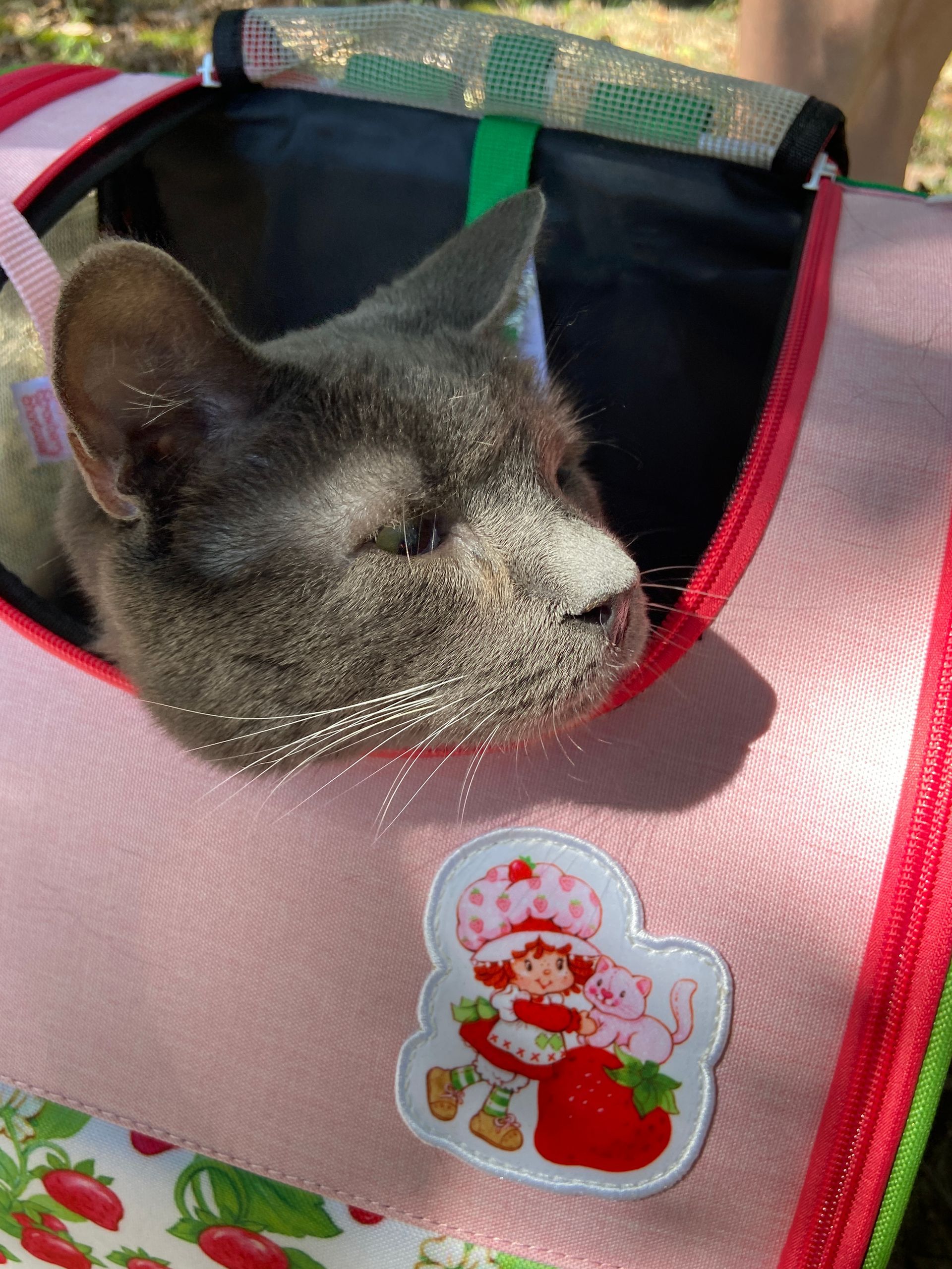 Pet Blessings