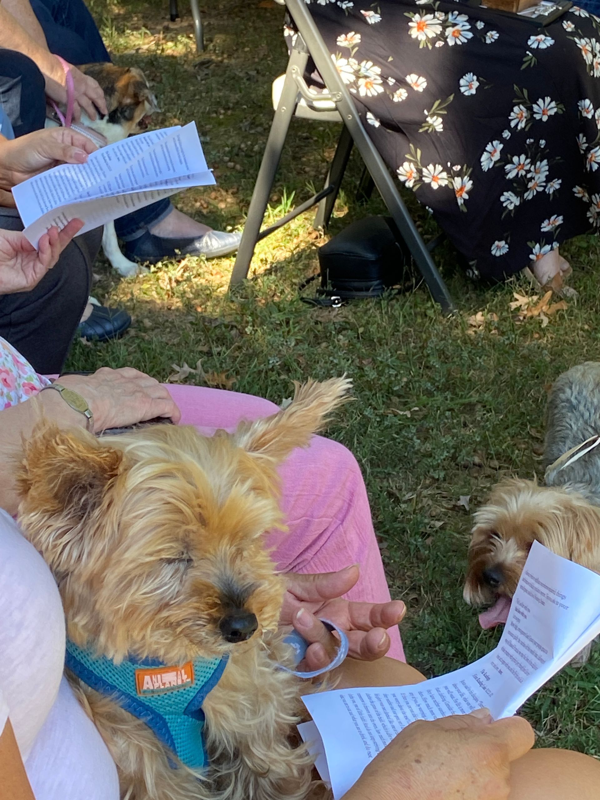 Pet Blessings