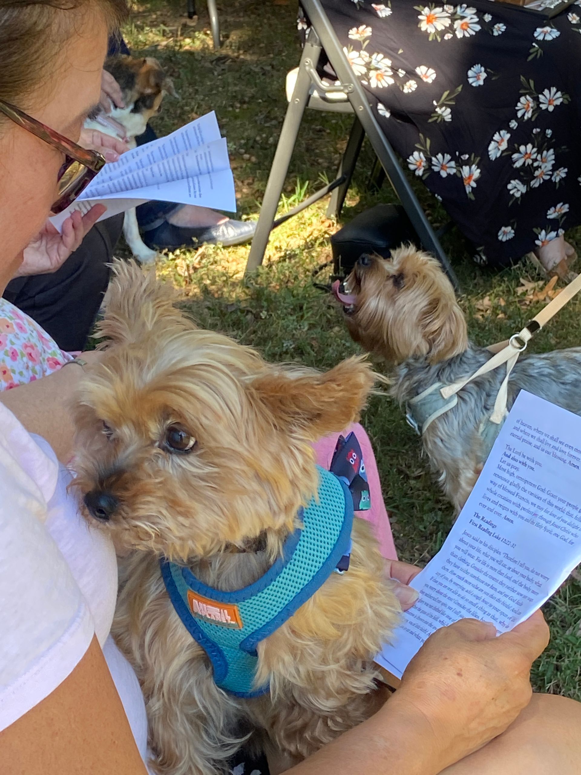 Pet Blessings
