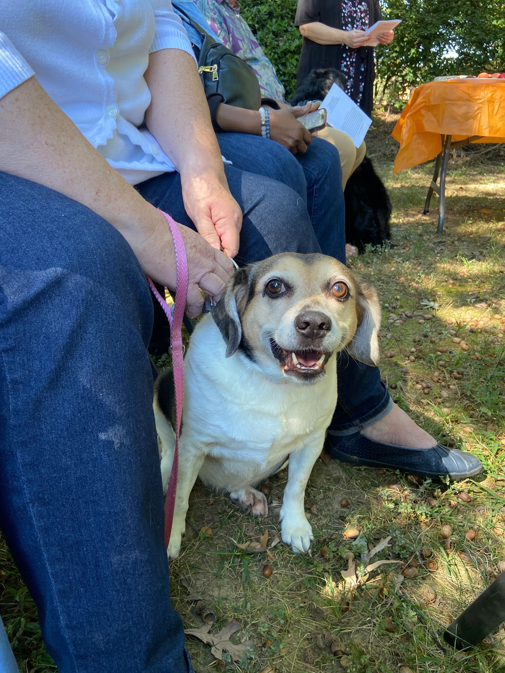 Pet Blessings