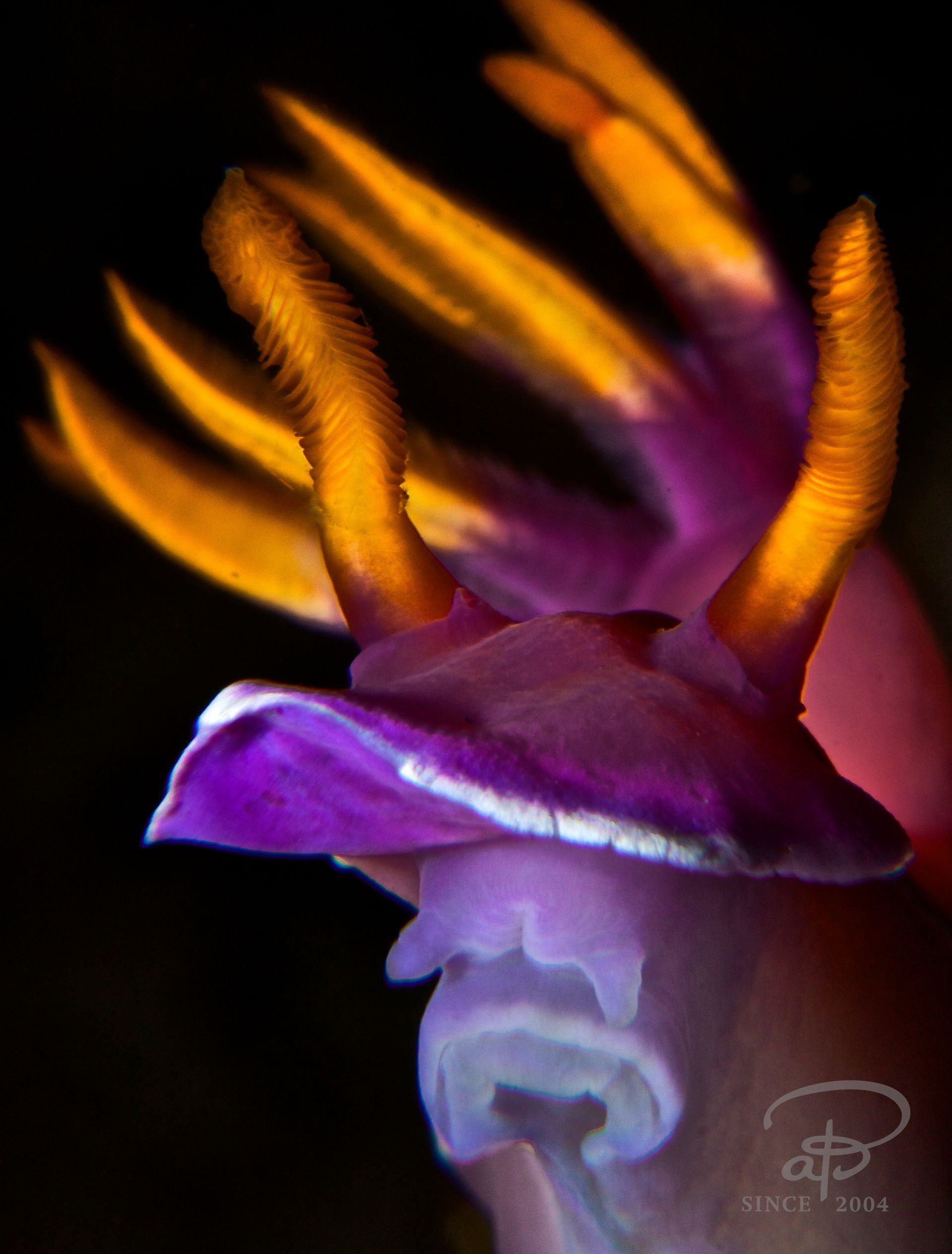 Purple and orange nudibranch sea slug; close-up of head with feathery, horn-like structures.
